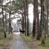 Älg